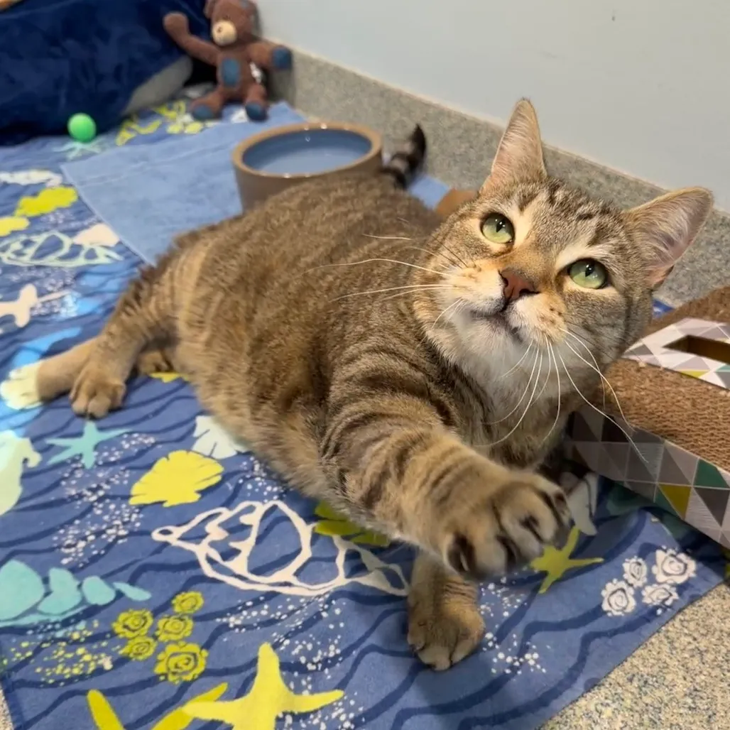 Oliver Fish Domestic Shorthair Brown Tabby
