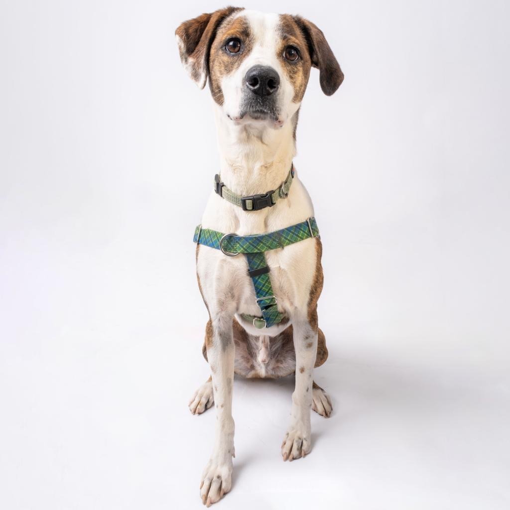 Bo