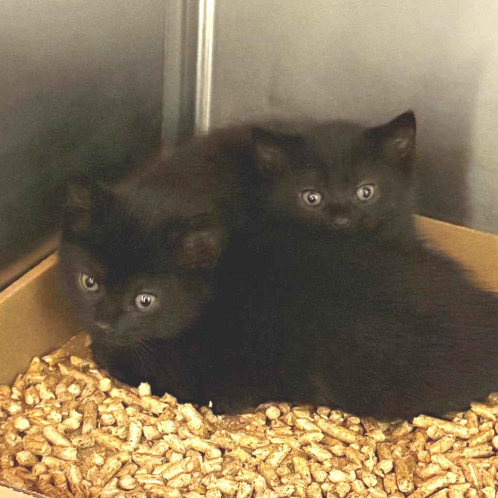 Sylvester Domestic Shorthair Black None