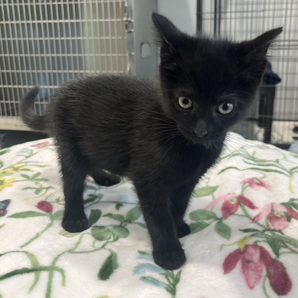 Sylvester Domestic Shorthair Black None