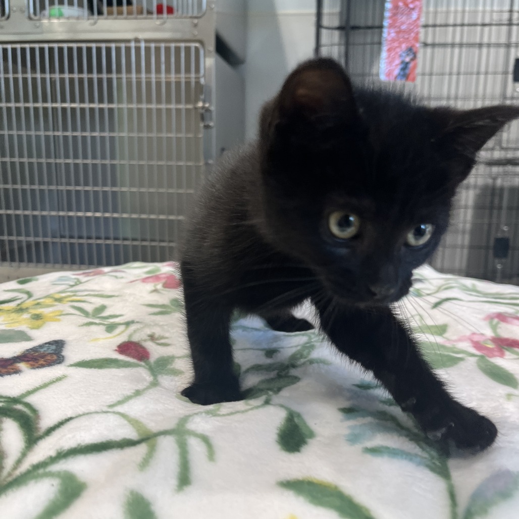 Sylvester Domestic Shorthair Black None