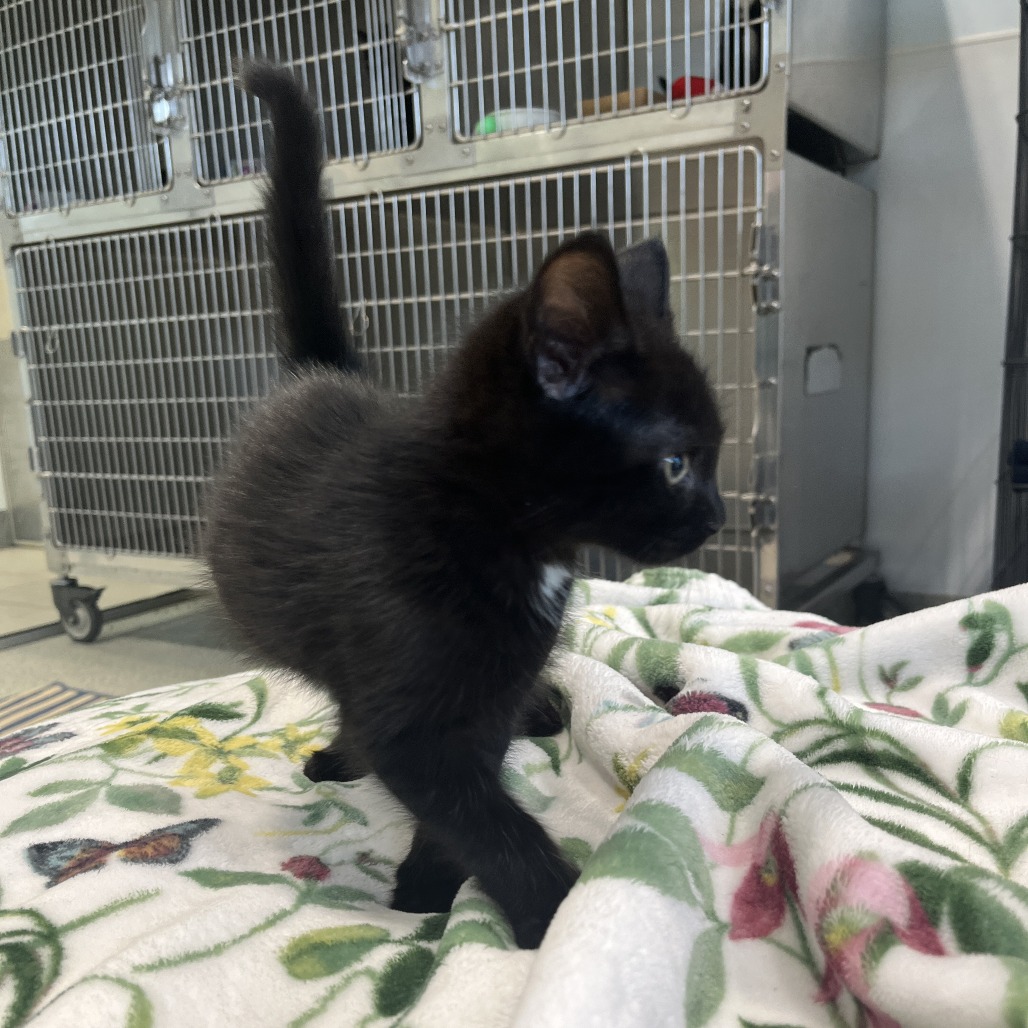 Tweety Domestic Shorthair Black None
