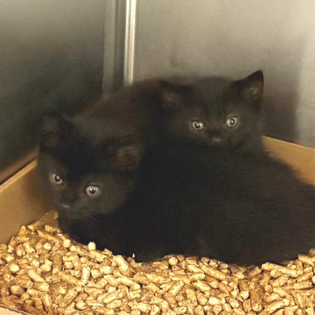 Tweety Domestic Shorthair Black None