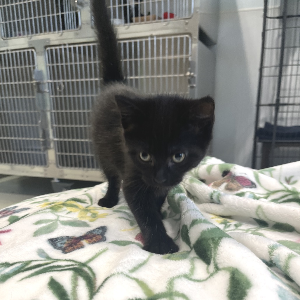 Tweety Domestic Shorthair Black None