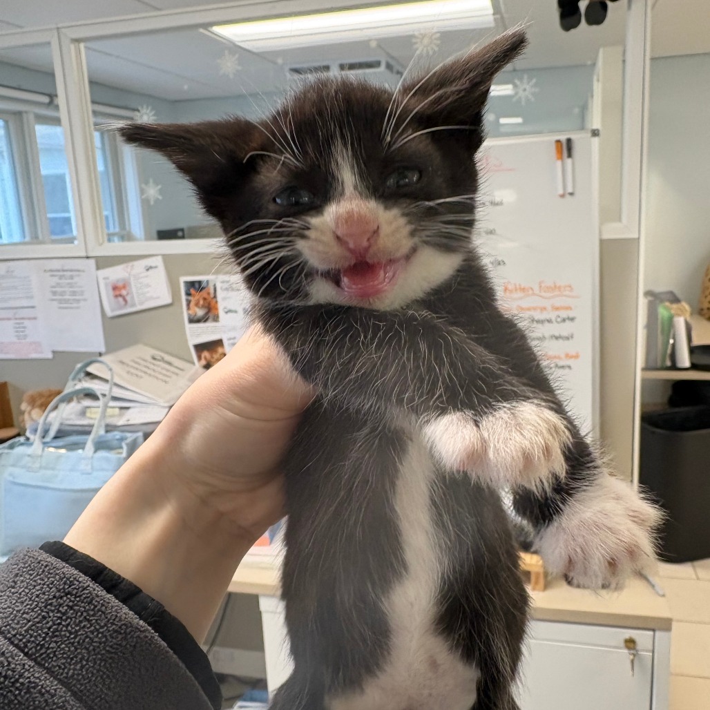 Kiara Domestic Shorthair Black 