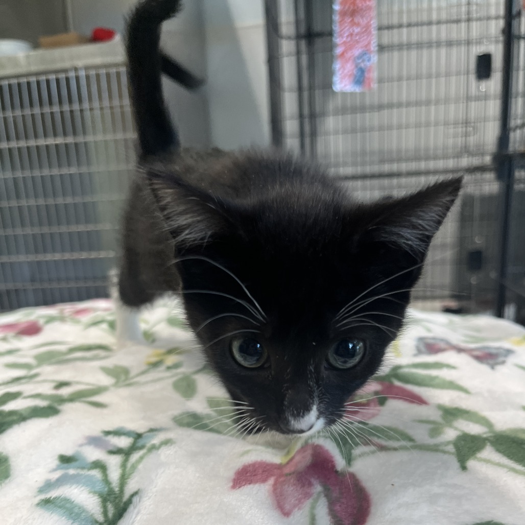Kiara Domestic Shorthair Black 