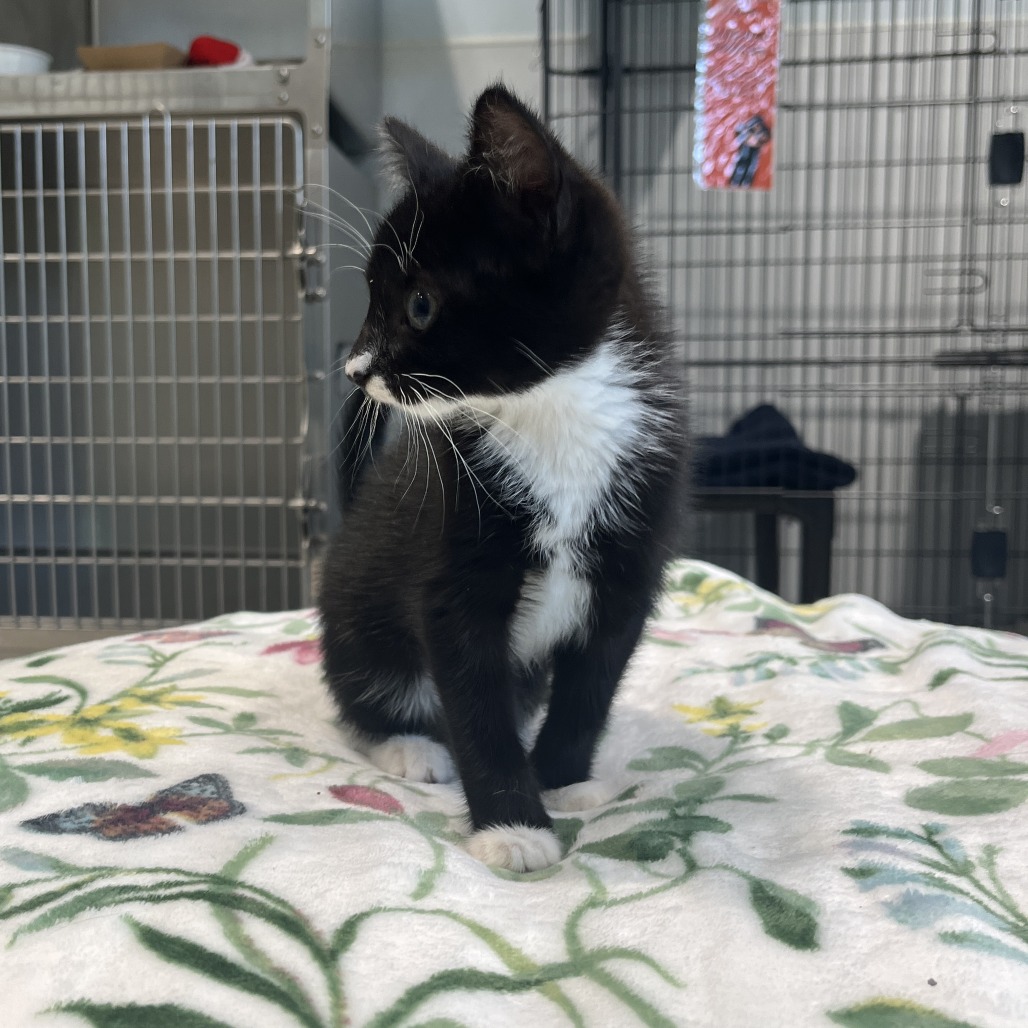 Kiara Domestic Shorthair Black 