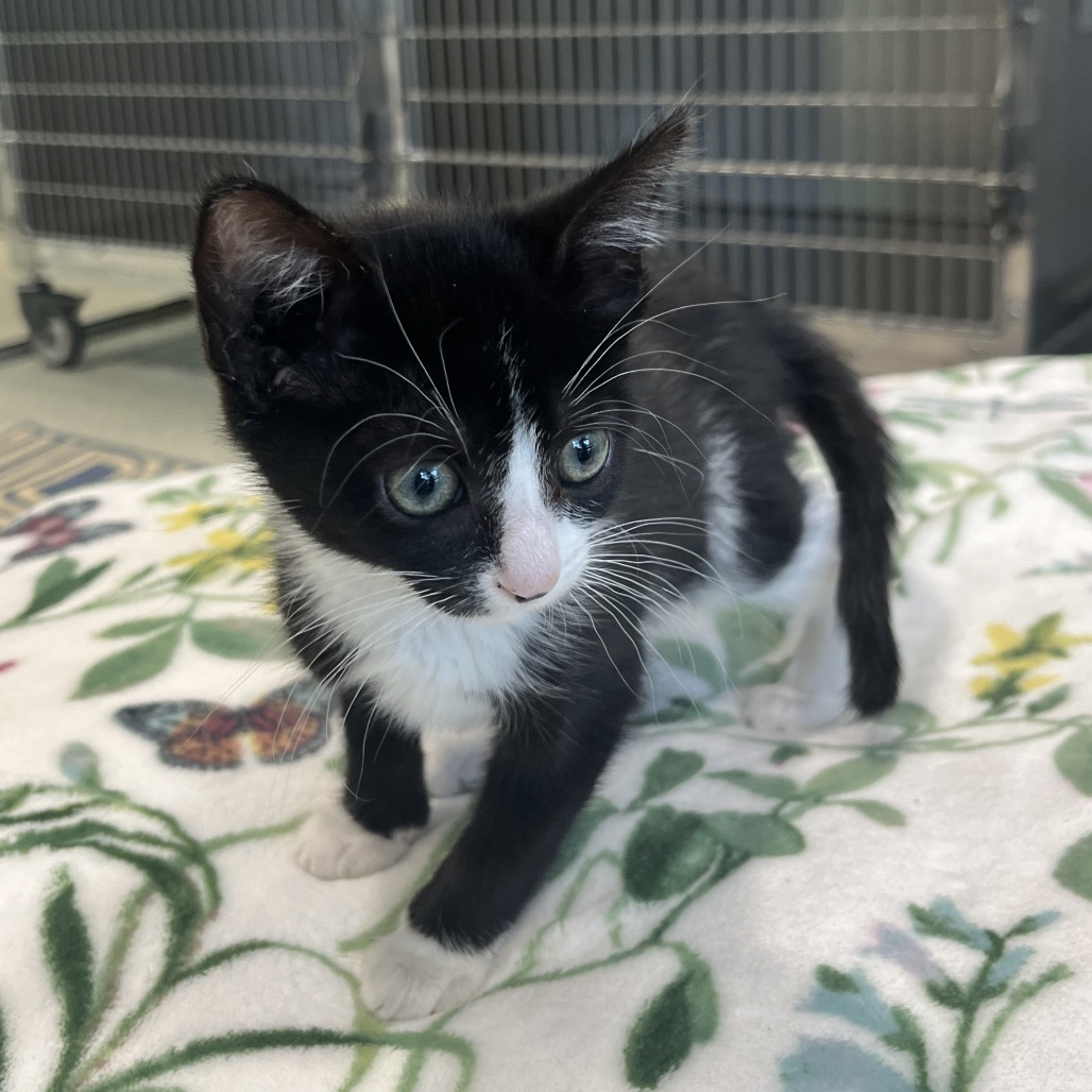 Sarabi Domestic Shorthair Black