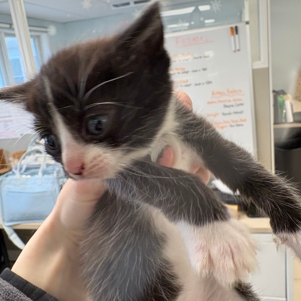 Sarabi Domestic Shorthair Black