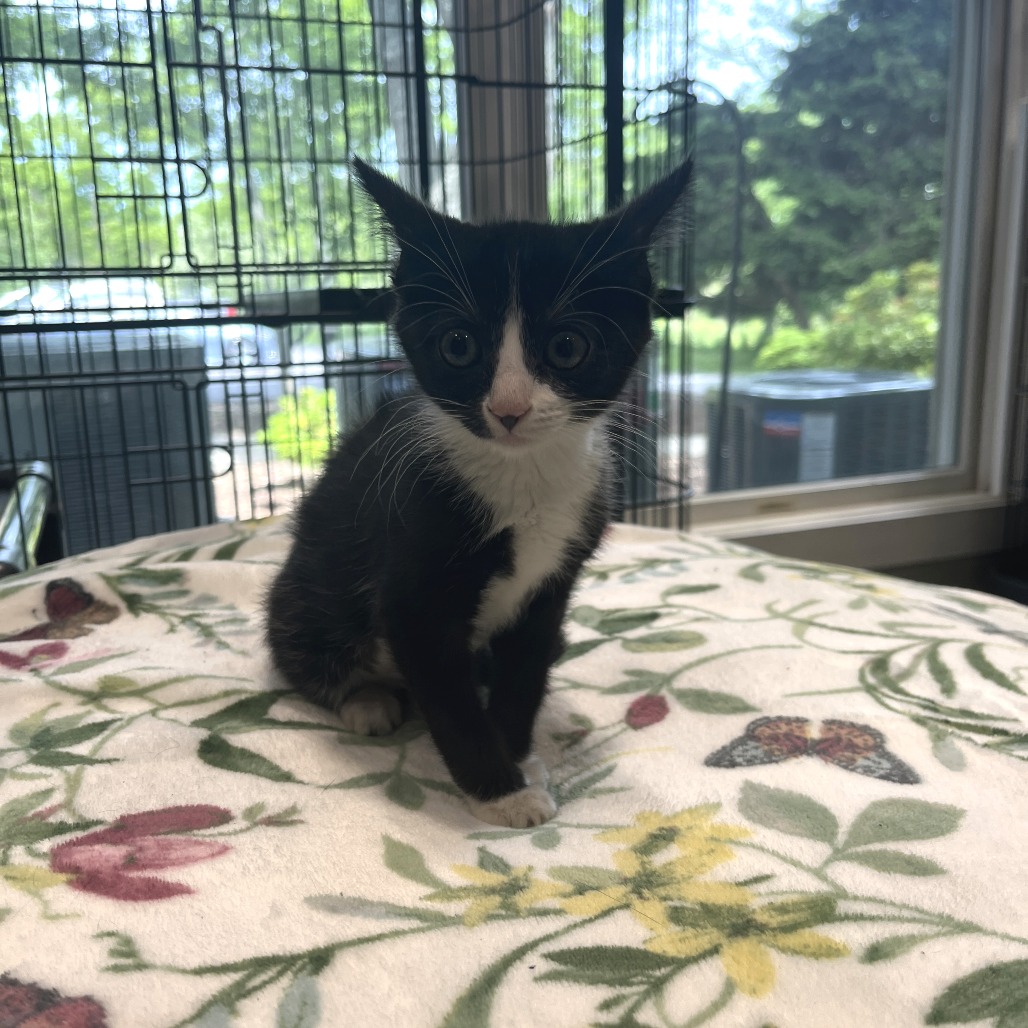 Sarabi Domestic Shorthair Black