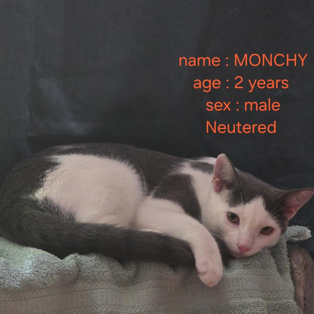 Monchy Domestic Shorthair White