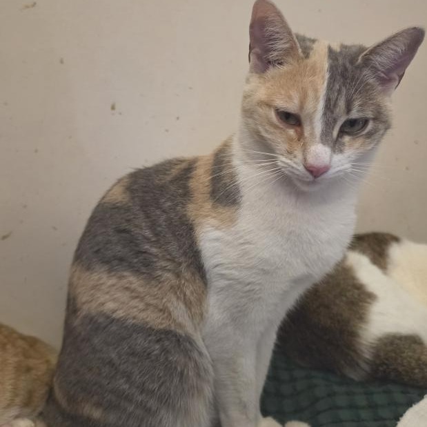 Meye Domestic Shorthair Calico 