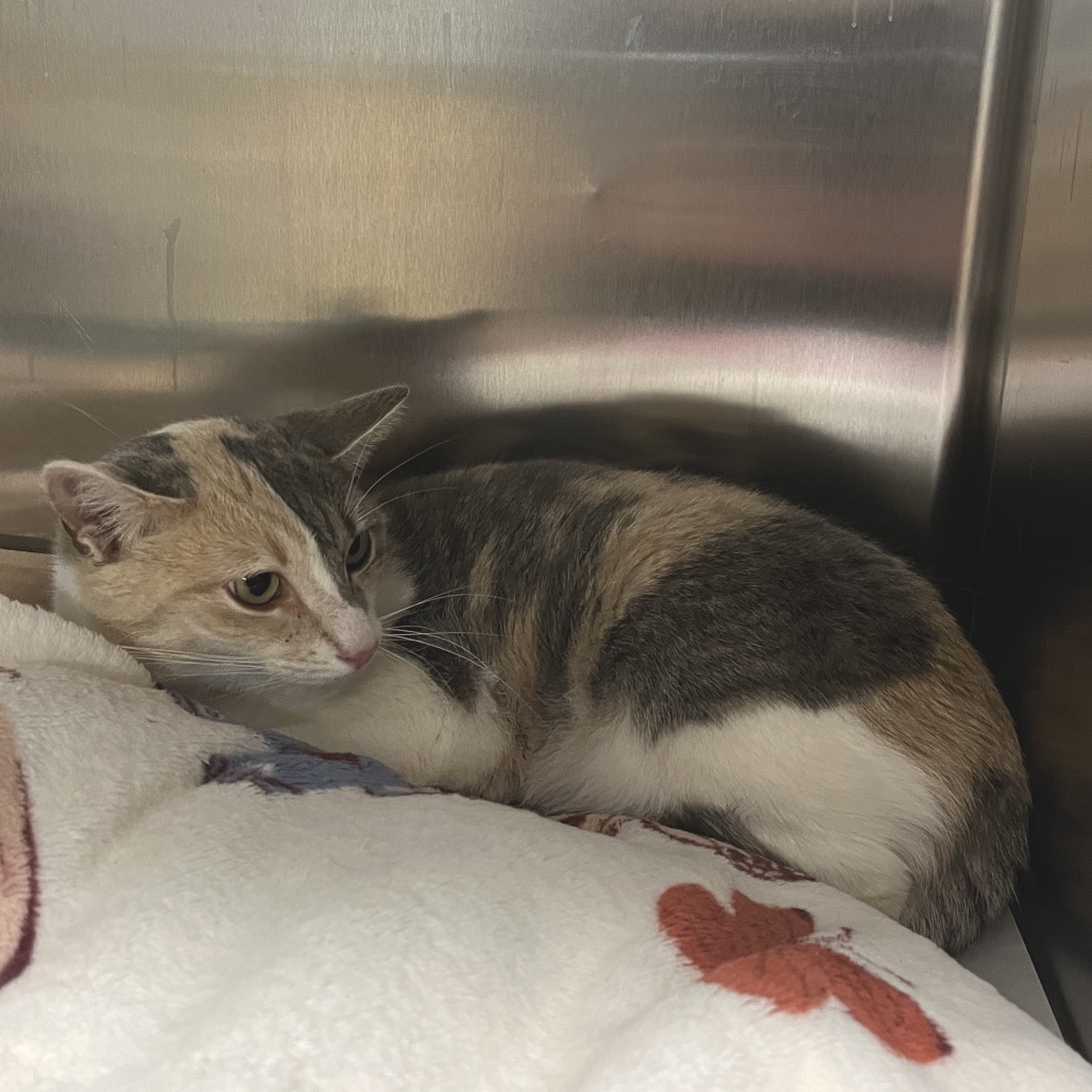 Meye Domestic Shorthair Calico 