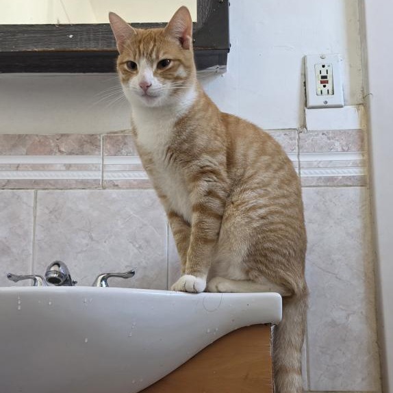 Simba Domestic Shorthair Orange 