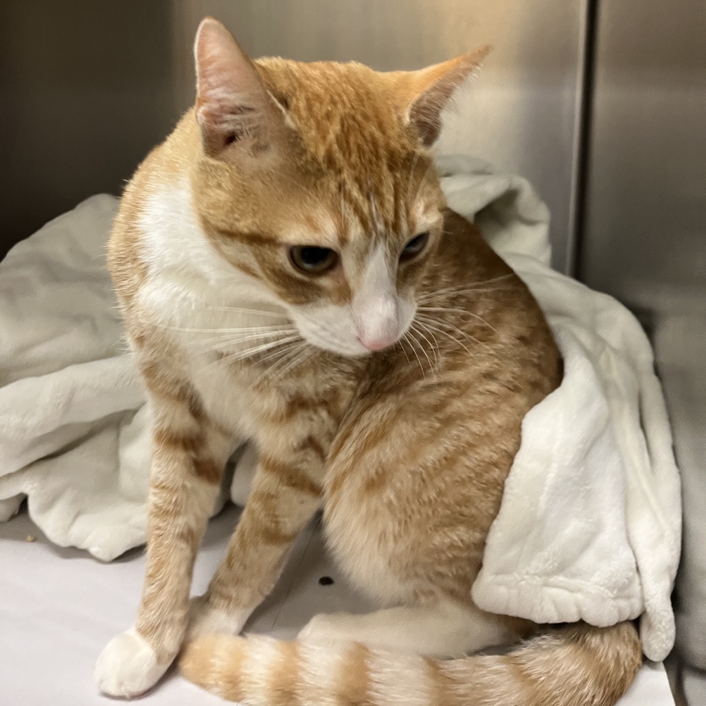 Simba Domestic Shorthair Orange 