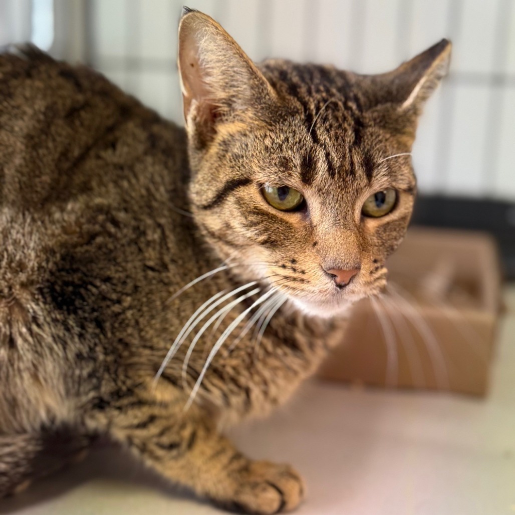 Kimchi Domestic Shorthair Brown Tabby
