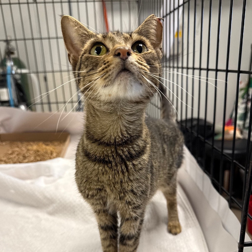 Kimchi Domestic Shorthair Brown Tabby