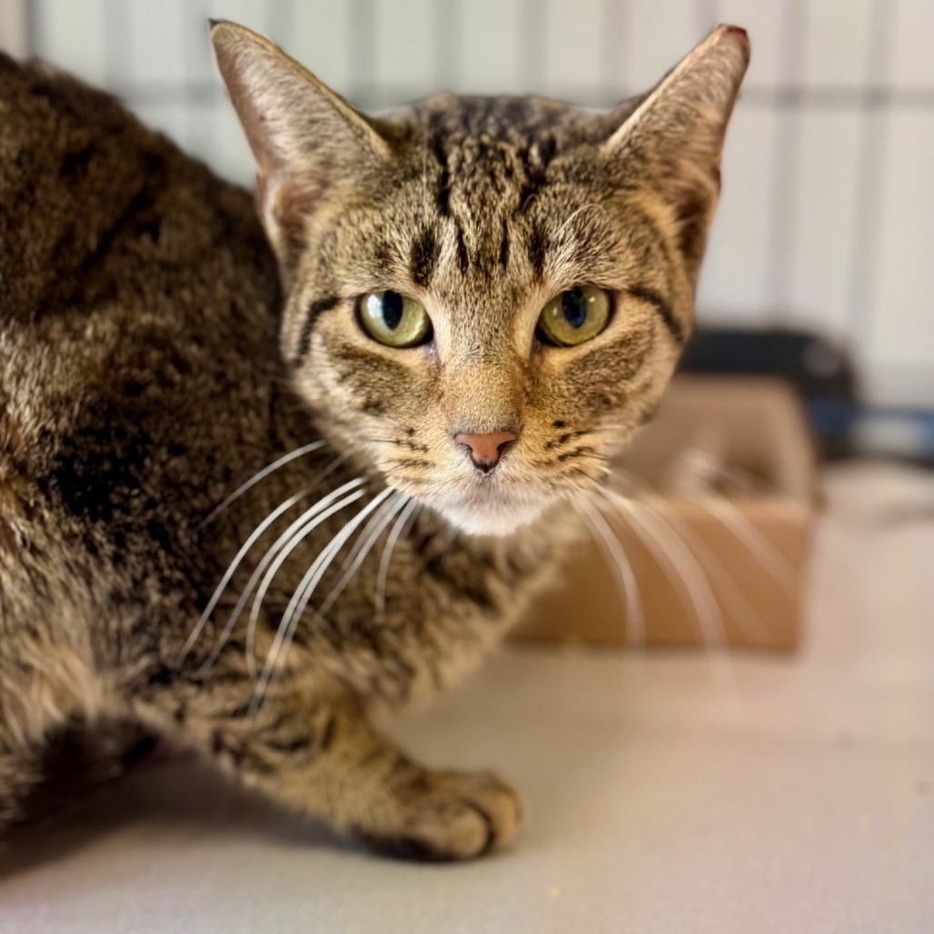 Kimchi Domestic Shorthair Brown Tabby