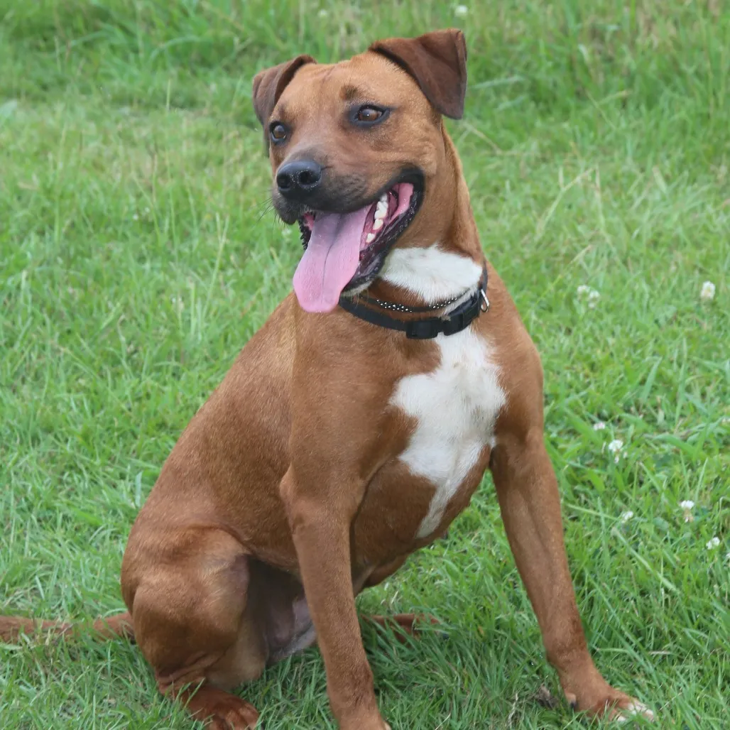 Ruby Red Black Mouth Cur Red/Mahogany