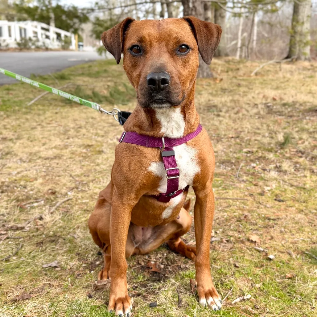 Ruby Red Black Mouth Cur Red/Mahogany