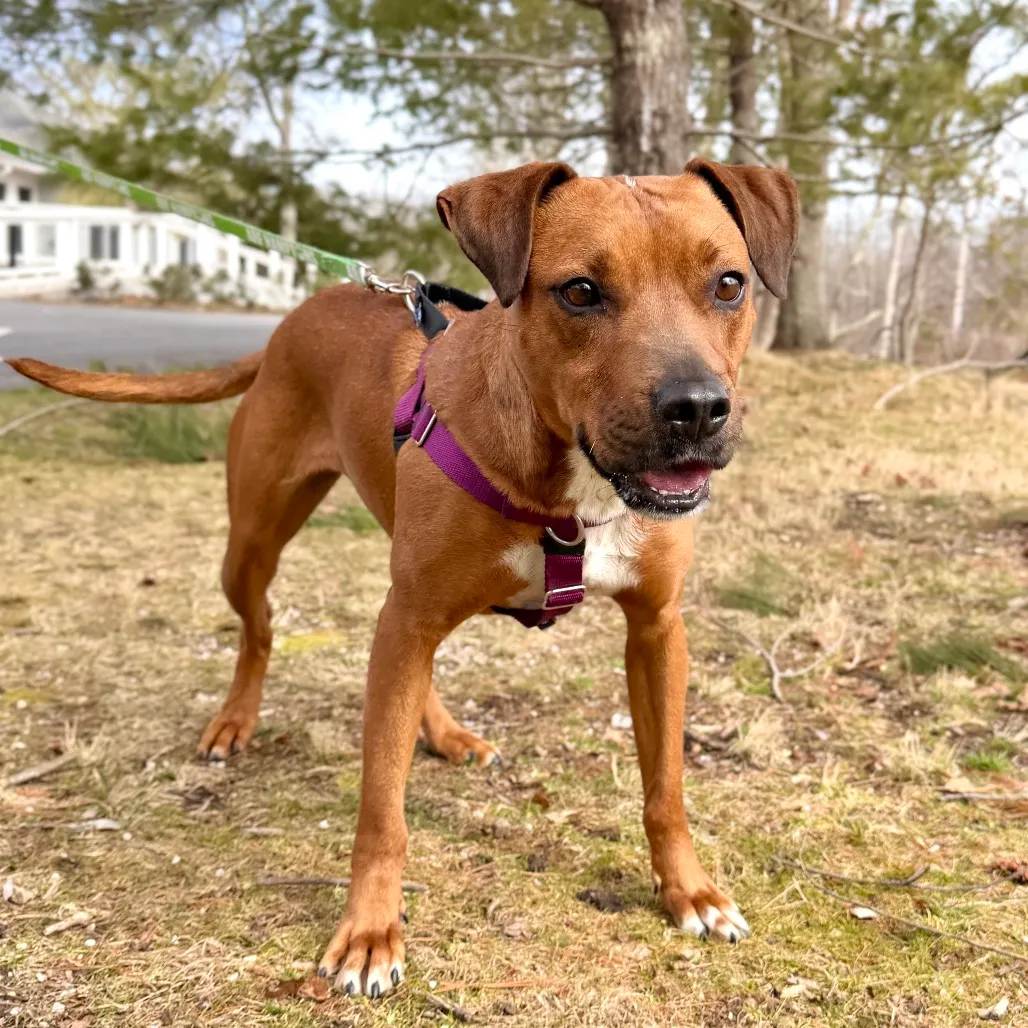 Ruby Red Black Mouth Cur Red/Mahogany