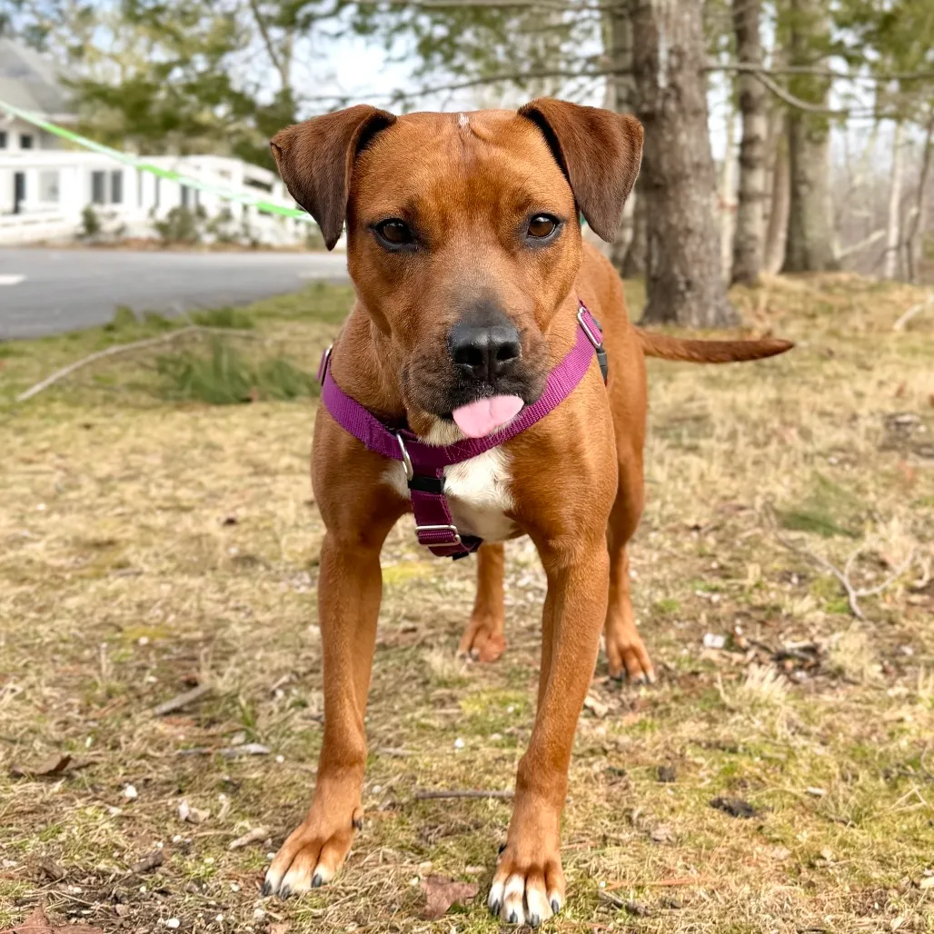 Ruby Red Black Mouth Cur Red/Mahogany
