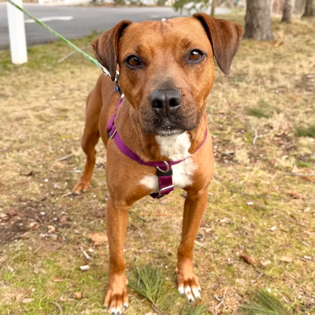 Ruby Red Black Mouth Cur Red/Mahogany
