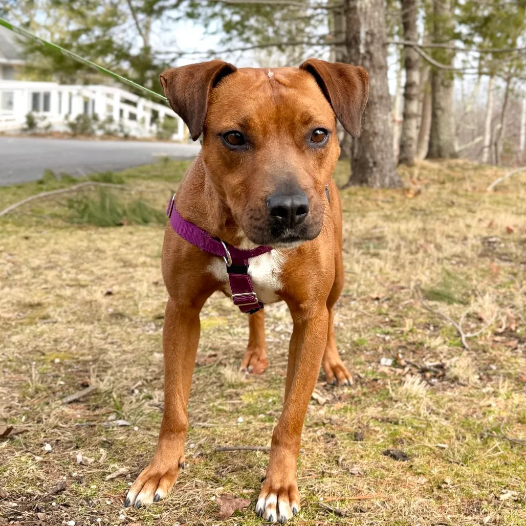 Ruby Red Black Mouth Cur Red/Mahogany