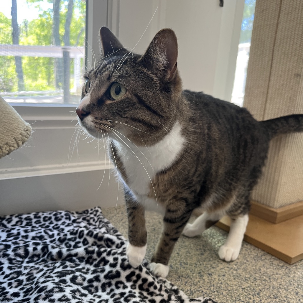 Phoenix Domestic Shorthair/Domestic Shorthair Brown Tabby