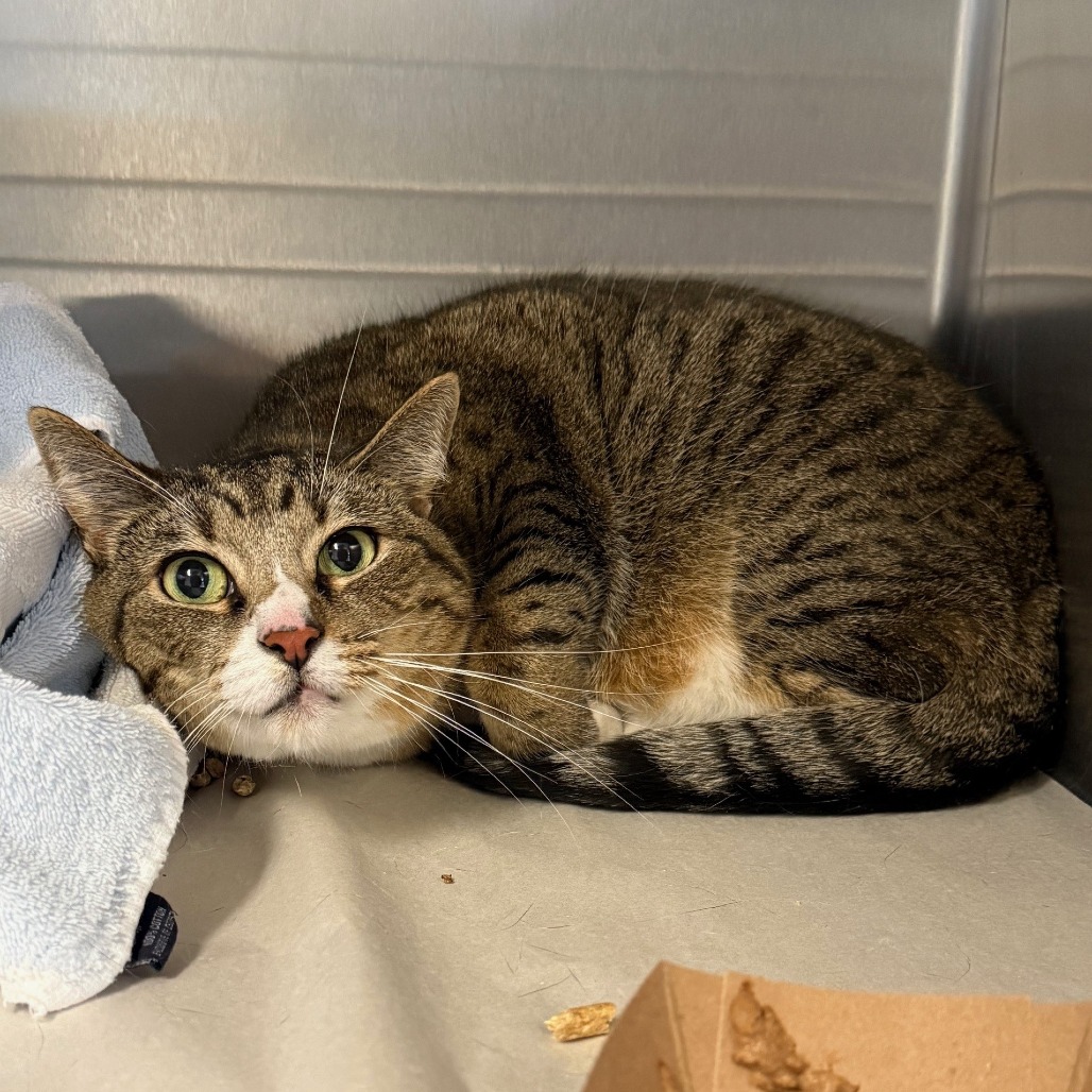 Phoenix Domestic Shorthair/Domestic Shorthair Brown Tabby