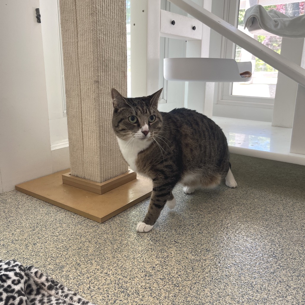 Phoenix Domestic Shorthair/Domestic Shorthair Brown Tabby