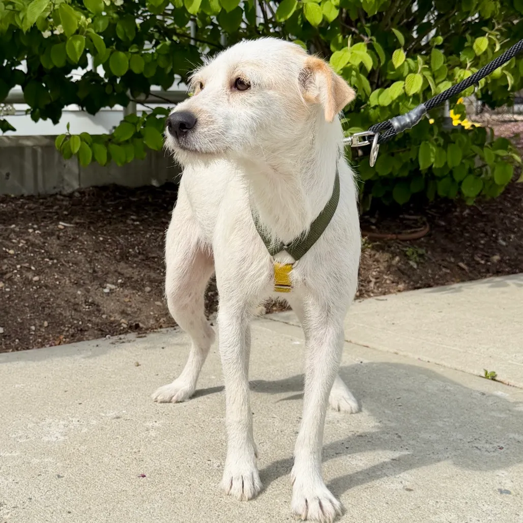 Cannoli Terrier/Mixed Breed (Small) White 