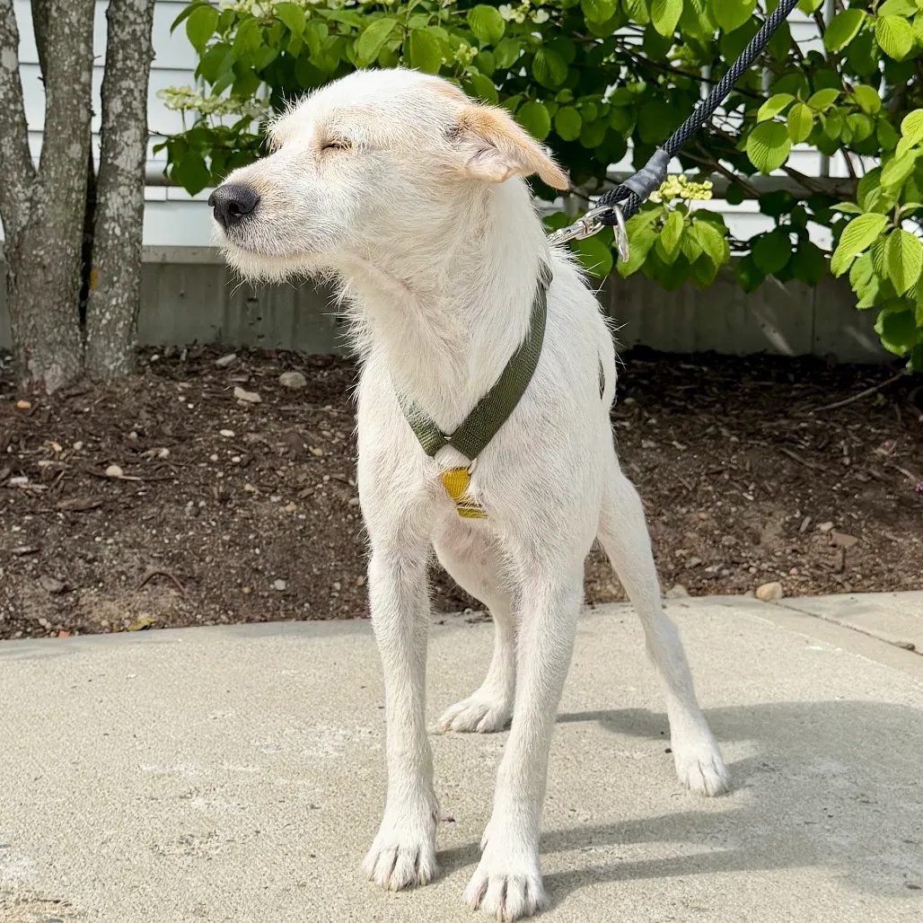 Cannoli Terrier/Mixed Breed (Small) White 