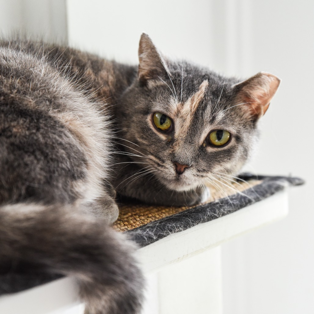 Piper Domestic Shorthair Buff 