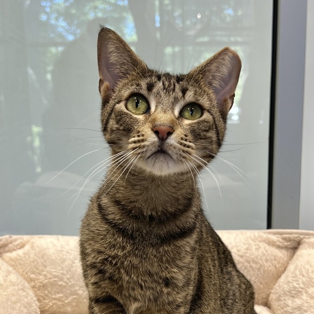 Kimchi Domestic Shorthair Brown Tabby