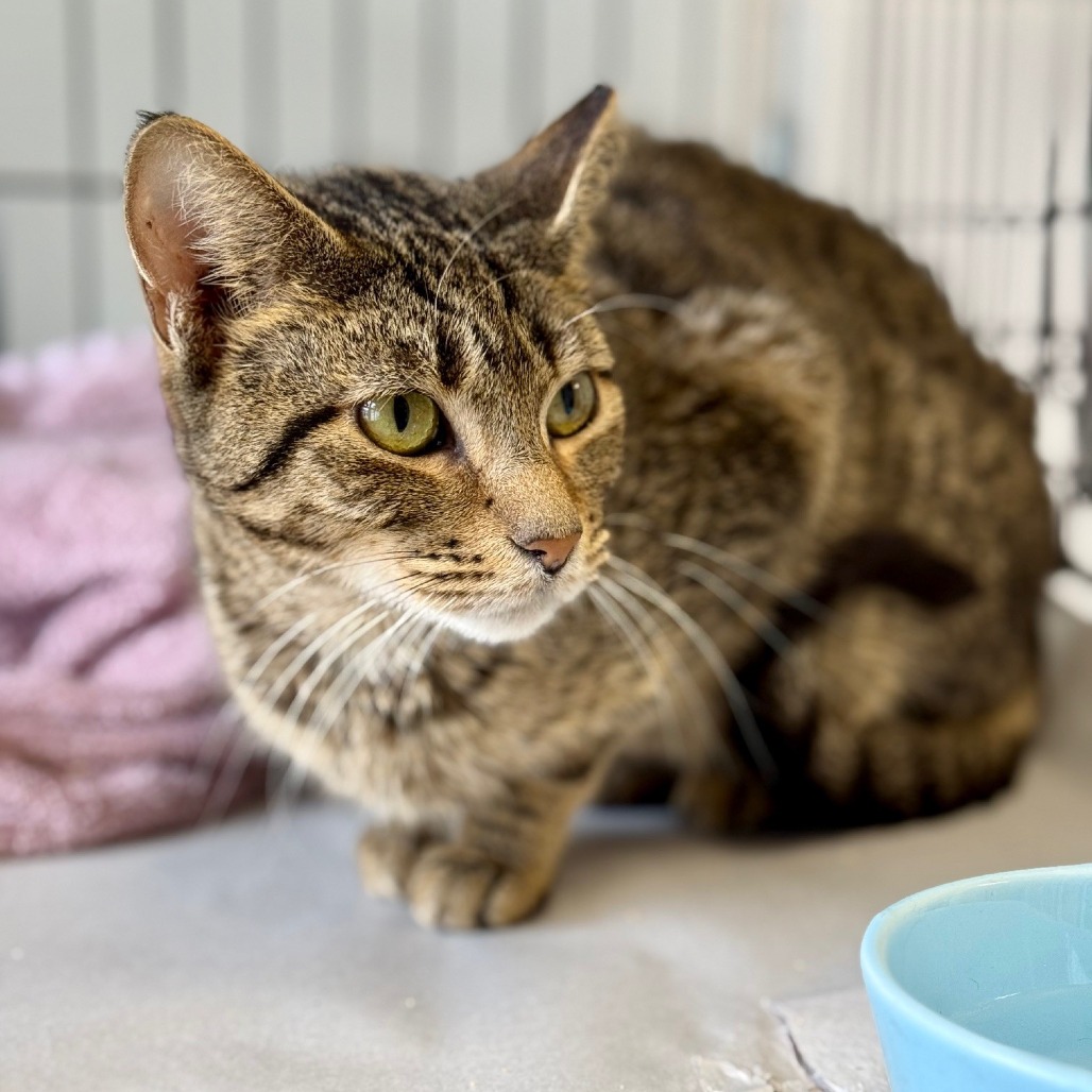 Kimchi Domestic Shorthair Brown Tabby