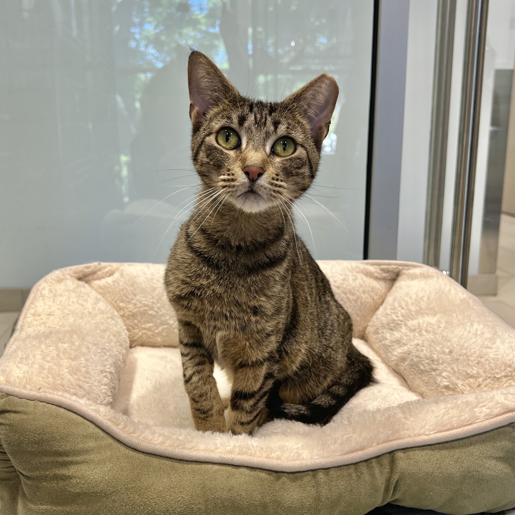 Kimchi Domestic Shorthair Brown Tabby