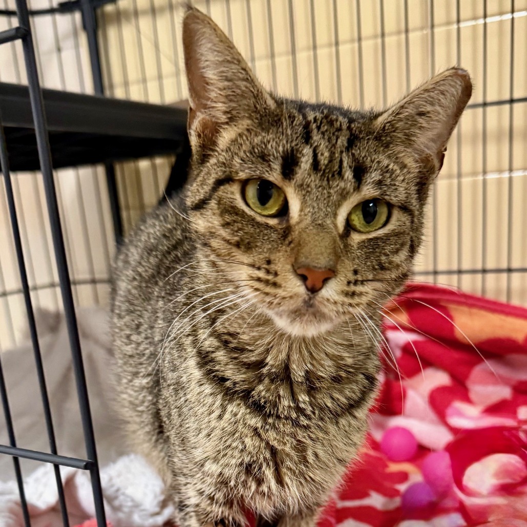 Kimchi Domestic Shorthair Brown Tabby