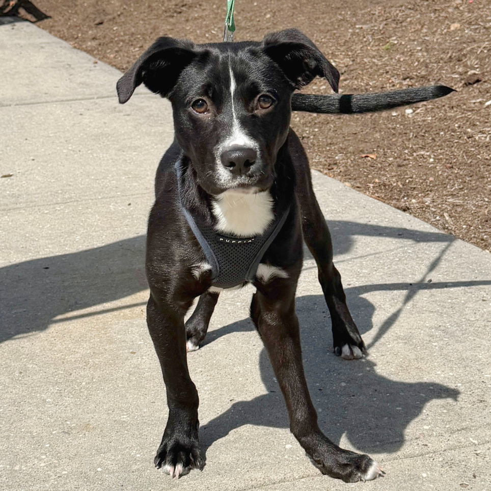 Peter Retriever, Black Labrador Black
