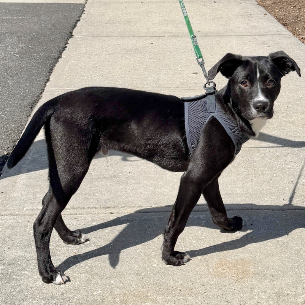 Peter Retriever, Black Labrador Black