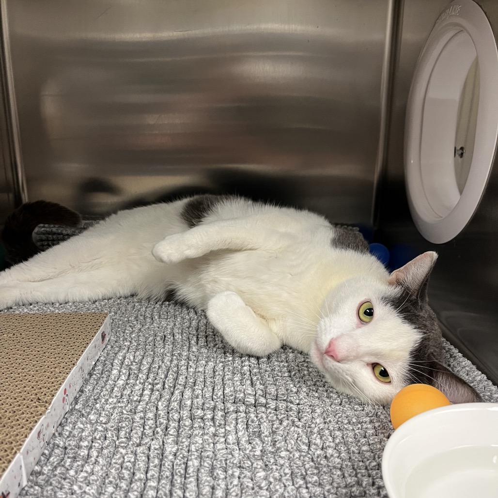 Monchy Domestic Shorthair White 
