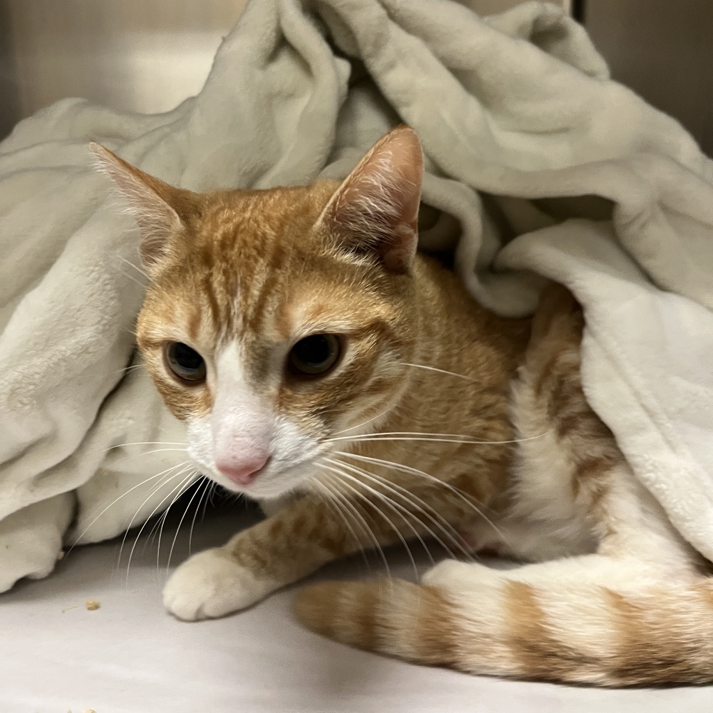 Simba Domestic Shorthair Orange 