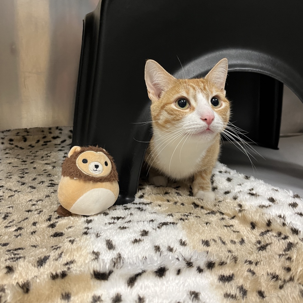 Simba