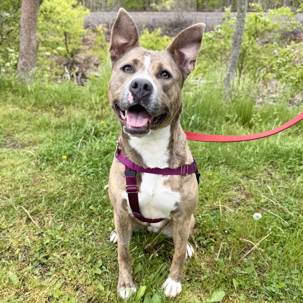 Celine Terrier, Pit Bull Grey Brindle
