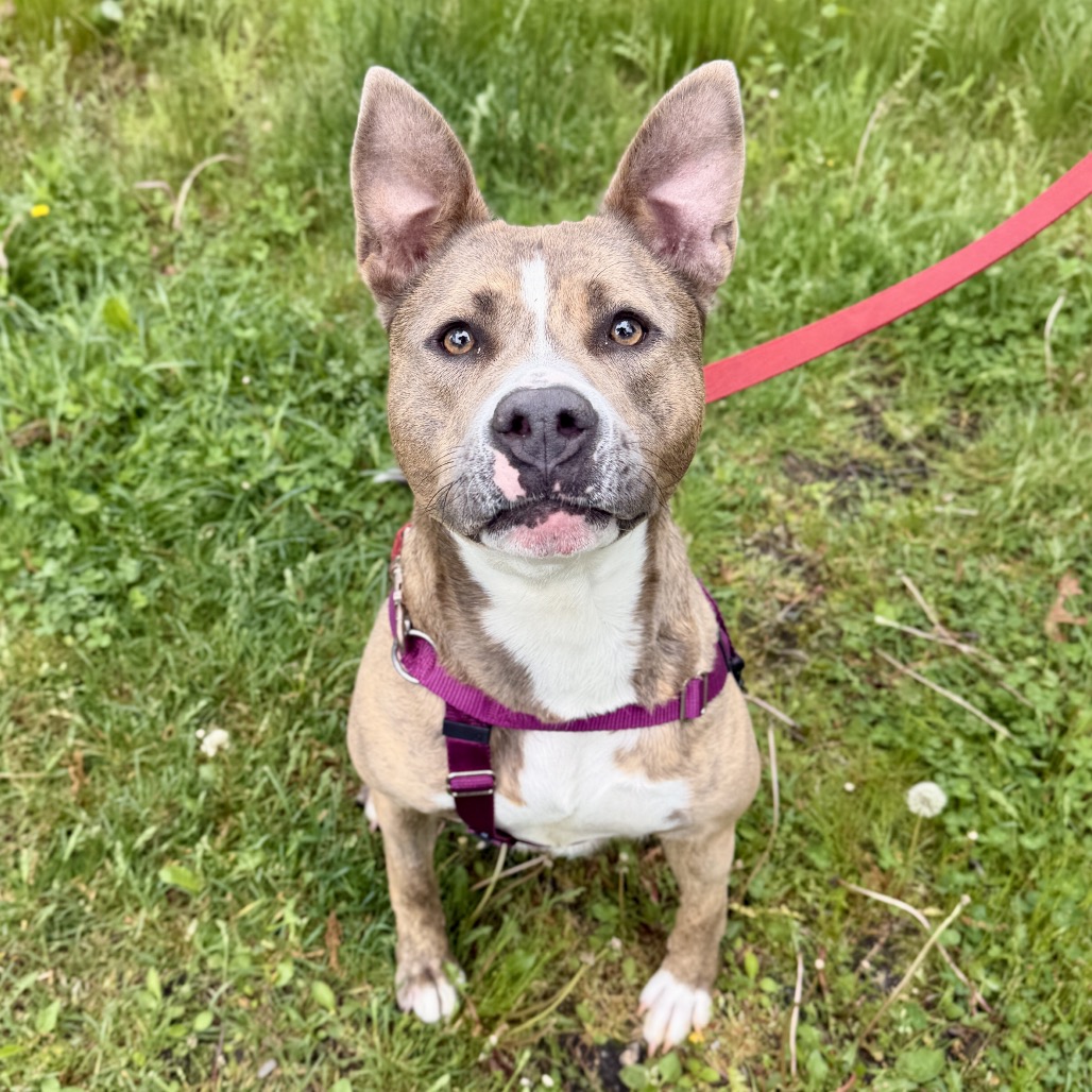 Celine Terrier, Pit Bull Grey Brindle