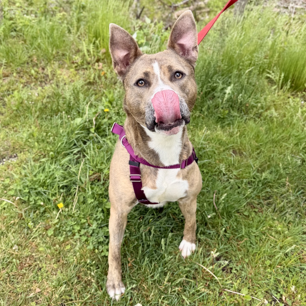 Celine Terrier, Pit Bull Grey Brindle