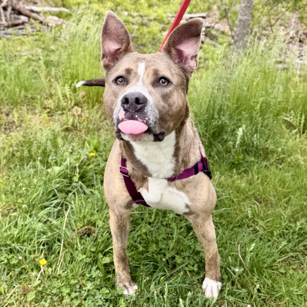 Celine Terrier, Pit Bull Grey Brindle