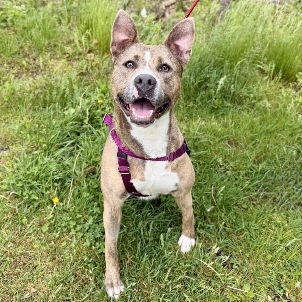 Celine Terrier, Pit Bull Grey Brindle