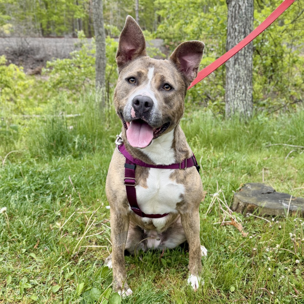 Celine Terrier, Pit Bull Grey Brindle