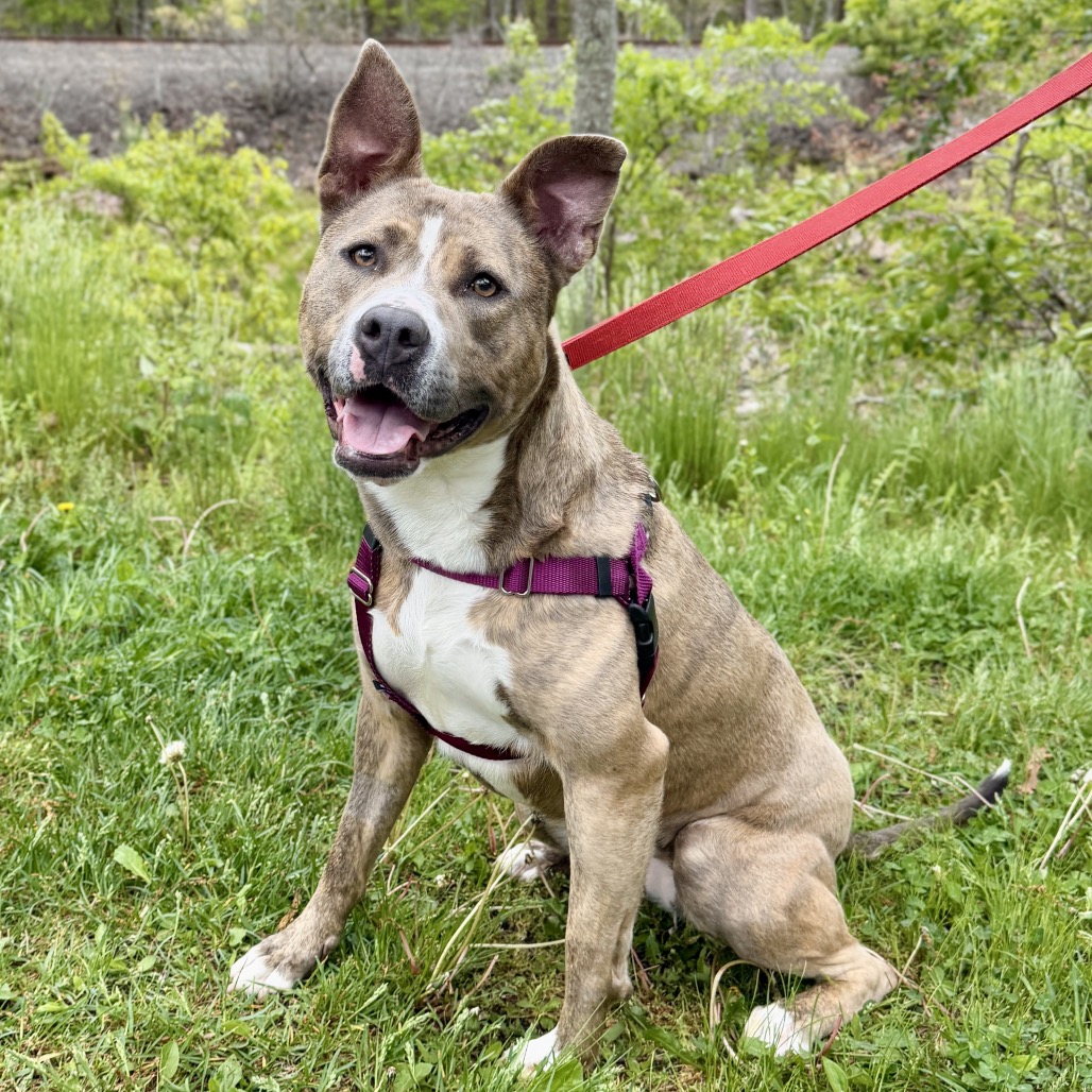Celine Terrier, Pit Bull Grey Brindle